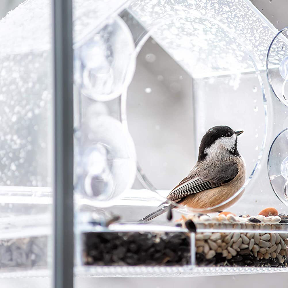 window bird feeder